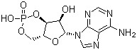 60-92-4 环磷酸腺苷